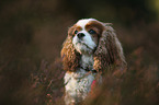 Cavalier King Charles Spaniel portrait