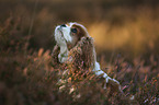 Cavalier King Charles Spaniel portrait