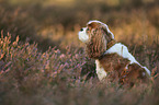 sitting Cavalier King Charles Spaniel