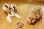 Cavalier King Charles Spaniel with Siberian Cat
