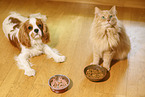 Cavalier King Charles Spaniel with Siberian Cat