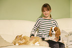 girl with Siberian Cat and Cavalier King Charles Spaniel
