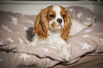 lying Cavalier King Charles Spaniel