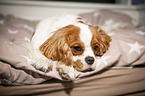 lying Cavalier King Charles Spaniel