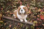 sitting Cavalier King Charles Spaniel