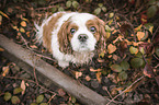 sitting Cavalier King Charles Spaniel