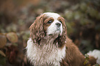 Cavalier King Charles Spaniel Portrait