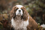 Cavalier King Charles Spaniel Portrait