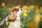 Cavalier King Charles Spaniel Portrait