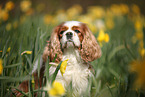 Cavalier King Charles Spaniel Portrait