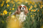 Cavalier King Charles Spaniel Portrait