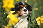 Cavalier King Charles Spaniel