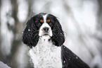 Cavalier King Charles Spaniel in the winter