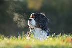 Cavalier King Charles Spaniel Portrait