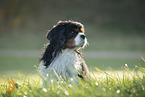 sitting Cavalier King Charles Spaniel