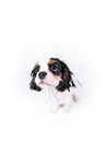 tricolor Cavalier King Charles Spaniel