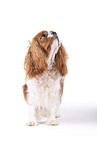 red-white Cavalier King Charles Spaniel