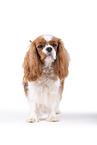 red-white Cavalier King Charles Spaniel