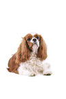 red-white Cavalier King Charles Spaniel