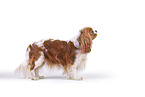 red-white Cavalier King Charles Spaniel