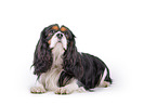 tricolor Cavalier King Charles Spaniel