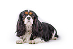 tricolor Cavalier King Charles Spaniel