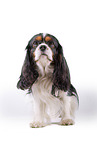 tricolor Cavalier King Charles Spaniel