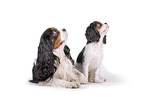 tricolor Cavalier King Charles Spaniel