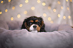 Cavalier King Charles Spaniel puppy