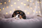 Cavalier King Charles Spaniel puppy