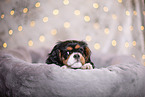 Cavalier King Charles Spaniel puppy