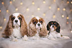 Cavalier King Charles Spaniels