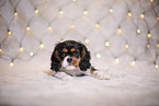 Cavalier King Charles Spaniel puppy