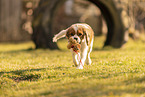 female Cavalier King Charles Spaniel