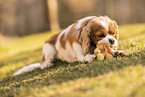 female Cavalier King Charles Spaniel