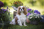 female Cavalier King Charles Spaniel