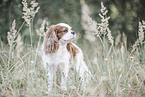 adult Cavalier King Charles Spaniel