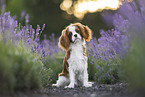 Cavalier King Charles Spaniel in summer