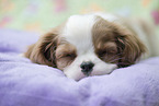 Cavalier King Charles Spaniel Puppy