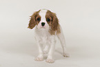 Cavalier King Charles Spaniel Puppy