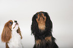 2 Cavalier King Charles Spaniel