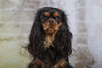 Cavalier King Charles Spaniel in Studio