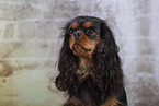 Cavalier King Charles Spaniel in Studio