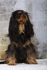 Cavalier King Charles Spaniel in Studio