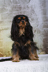 Cavalier King Charles Spaniel in Studio