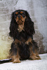 Cavalier King Charles Spaniel in Studio