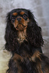 Cavalier King Charles Spaniel in Studio