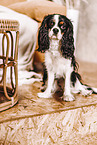 Cavalier King Charles Spaniel