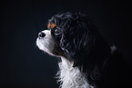 Cavalier King Charles in studio