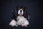 Cavalier King Charles in studio